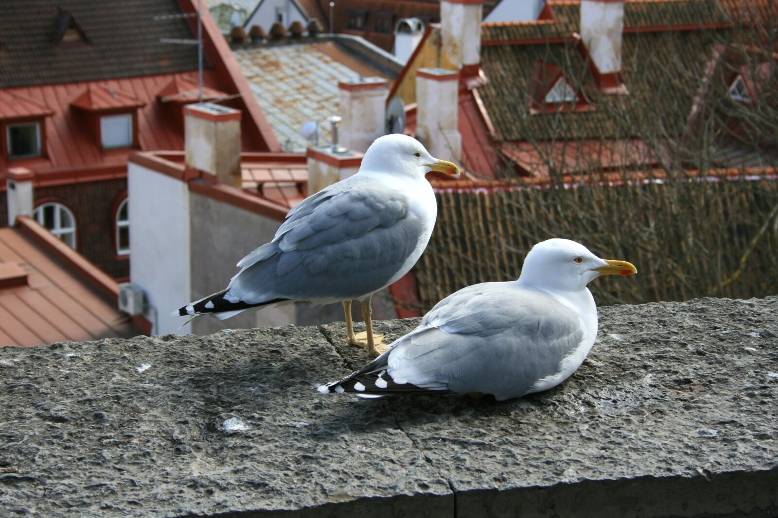 Canon EOS 400D (EOS Digital Rebel XTi / EOS Kiss Digital X) sample photo. Bird, outdoors, nature photography