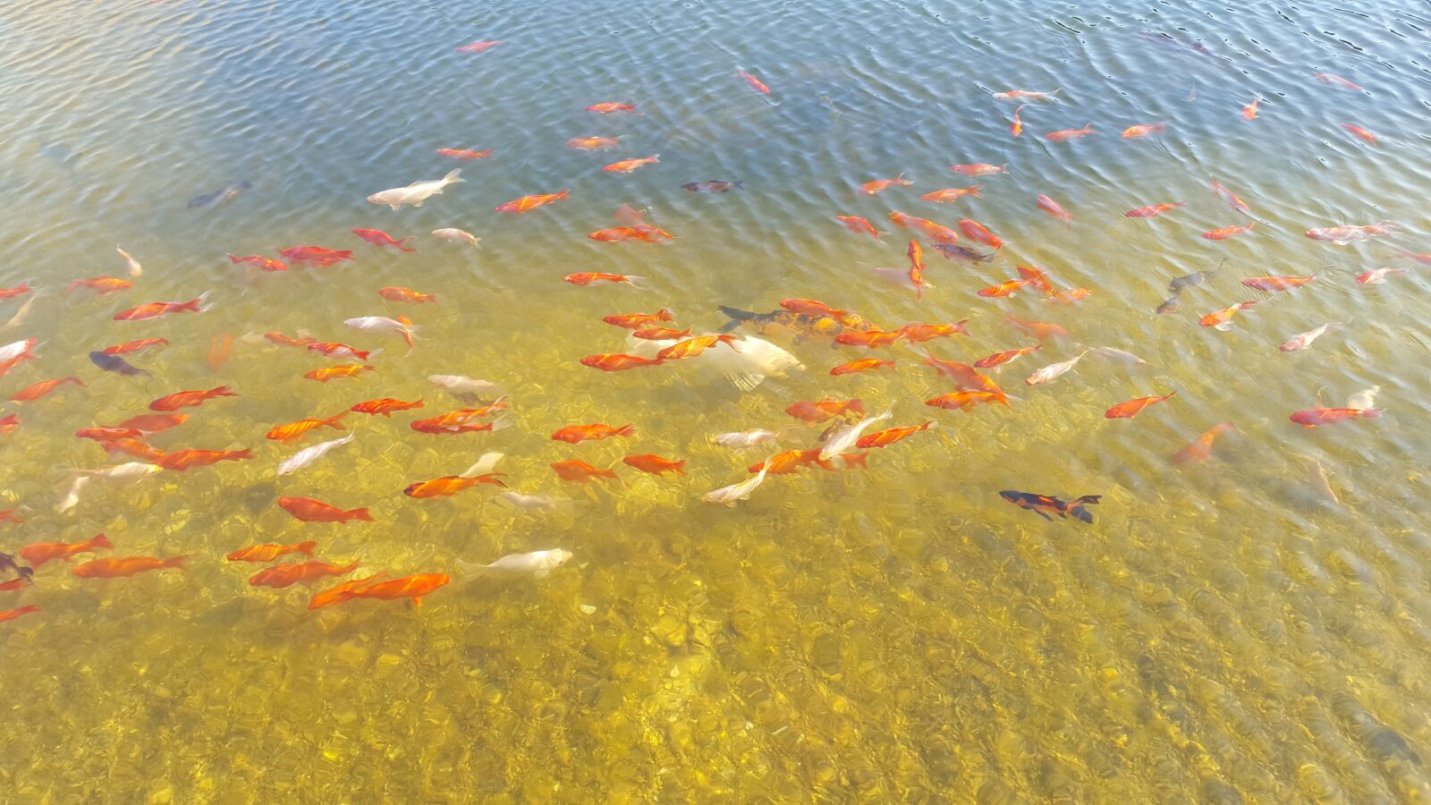 Samsung Galaxy S6 sample photo. Koi, goldfish, water photography