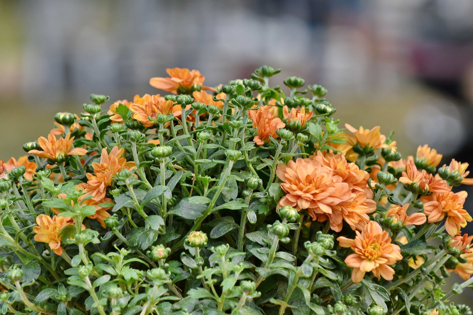 Nikon D5500 sample photo. Blur, bouquet, flowers, orange photography