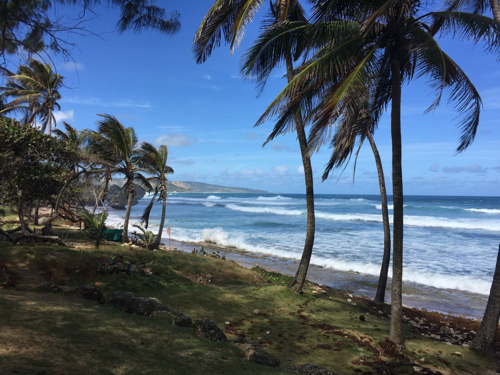 iPhone 6 back camera 4.15mm f/2.2 sample photo. Barbados, island paradise, coconut photography
