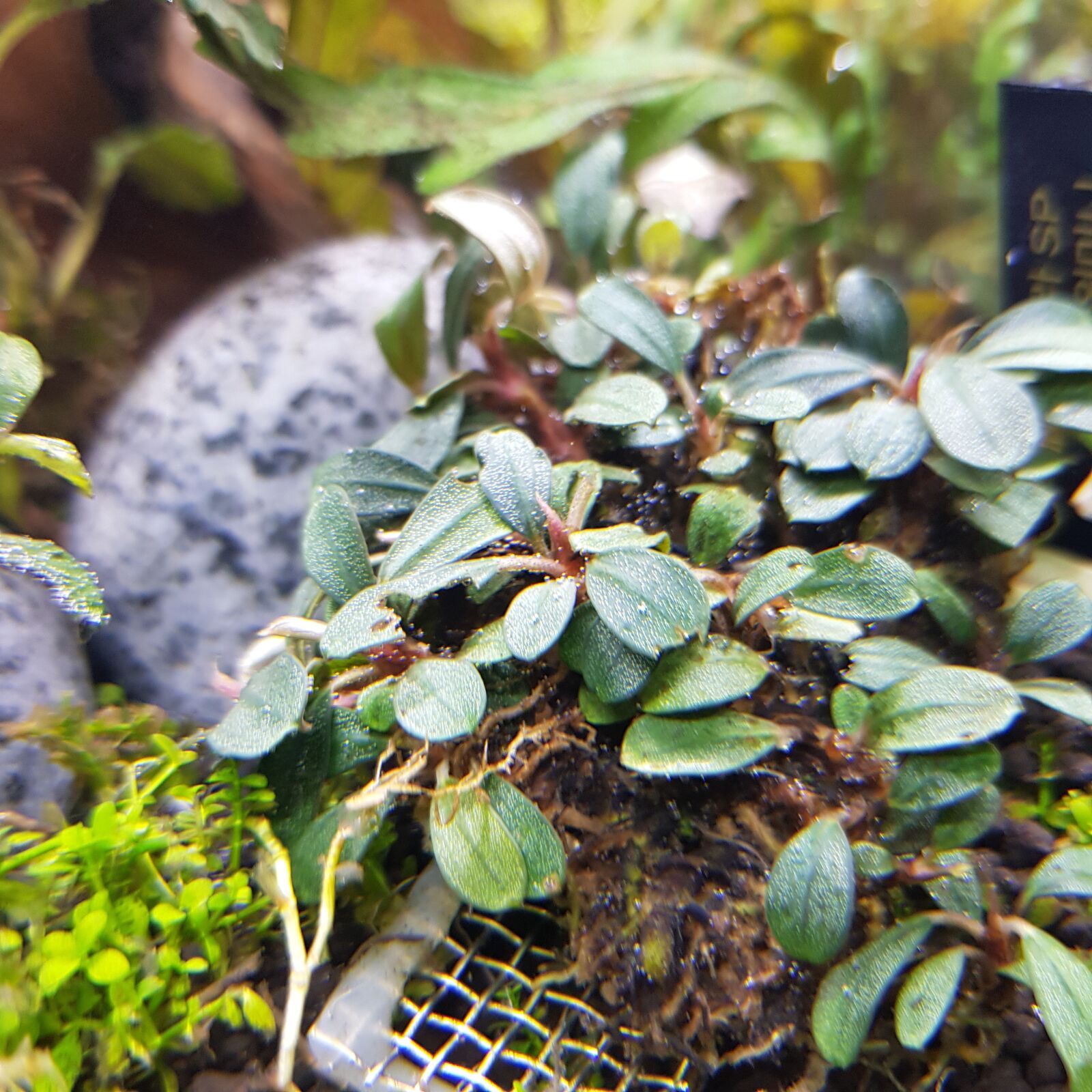 Samsung SM-N950N sample photo. Plant, bucephalandra, aquarium photography