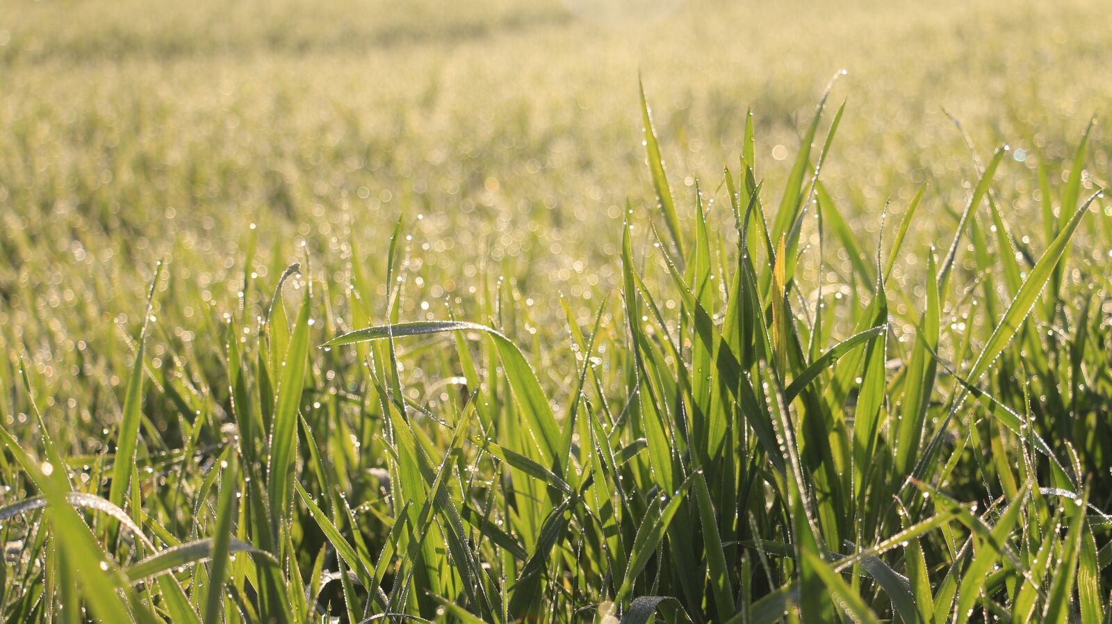 Canon EOS 70D sample photo. Grass, dew, fresh photography