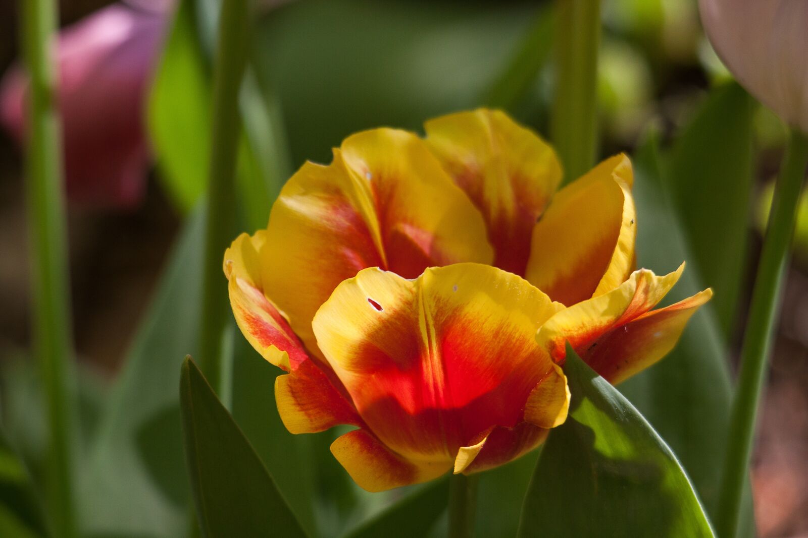 Canon EOS 50D sample photo. Tulip, blossom, bloom photography