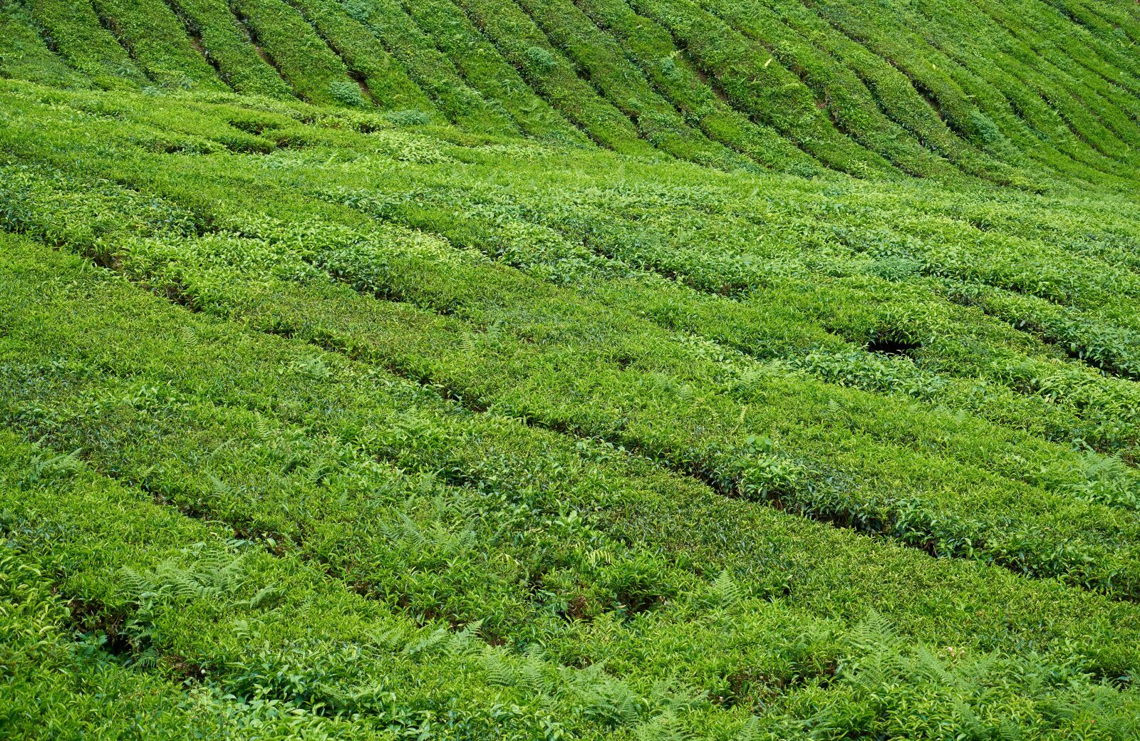 Sony a7R II sample photo. Tea, field, plant photography