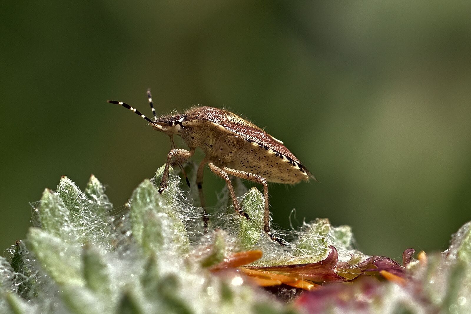 Nikon D5200 sample photo. Insect, bug, antennae photography
