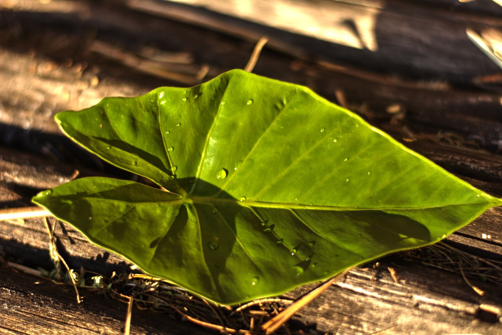 Nikon D5200 sample photo. Leaf, green, garden photography