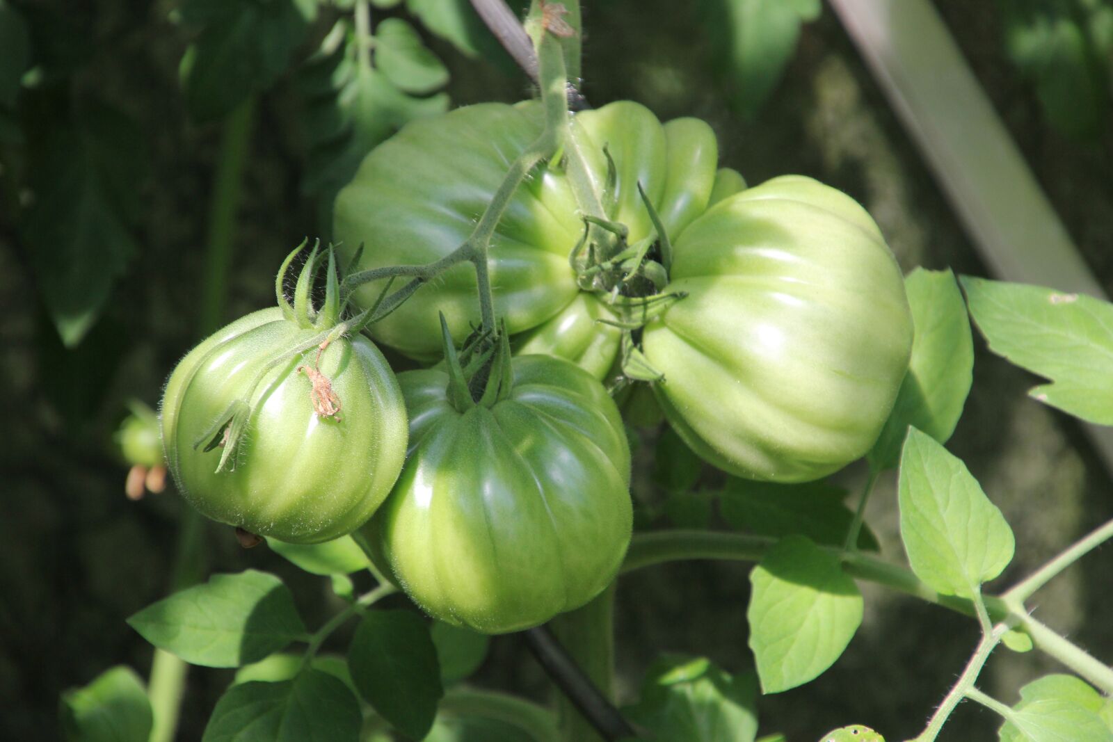 Canon EOS 60D sample photo. Garden, vegetables, green photography