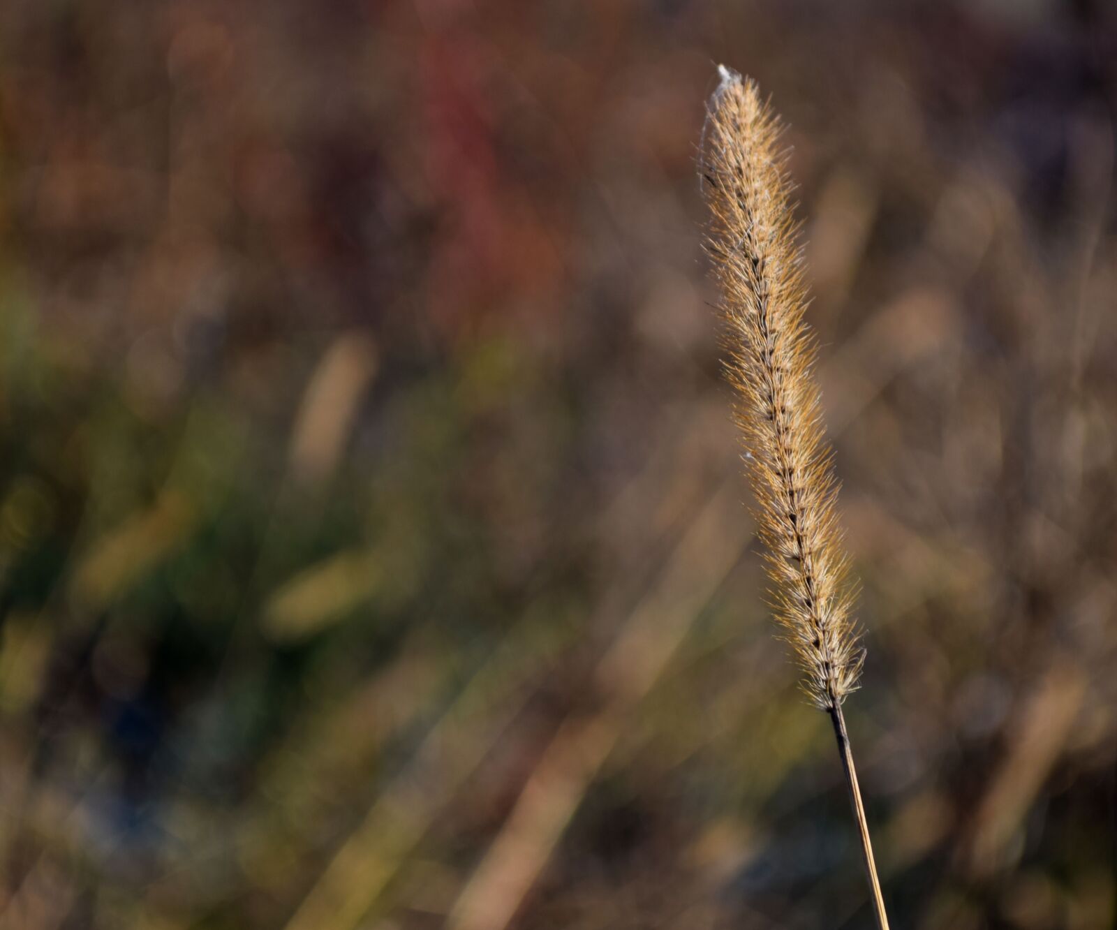 Nikon D5300 sample photo. Grass, nature, green photography