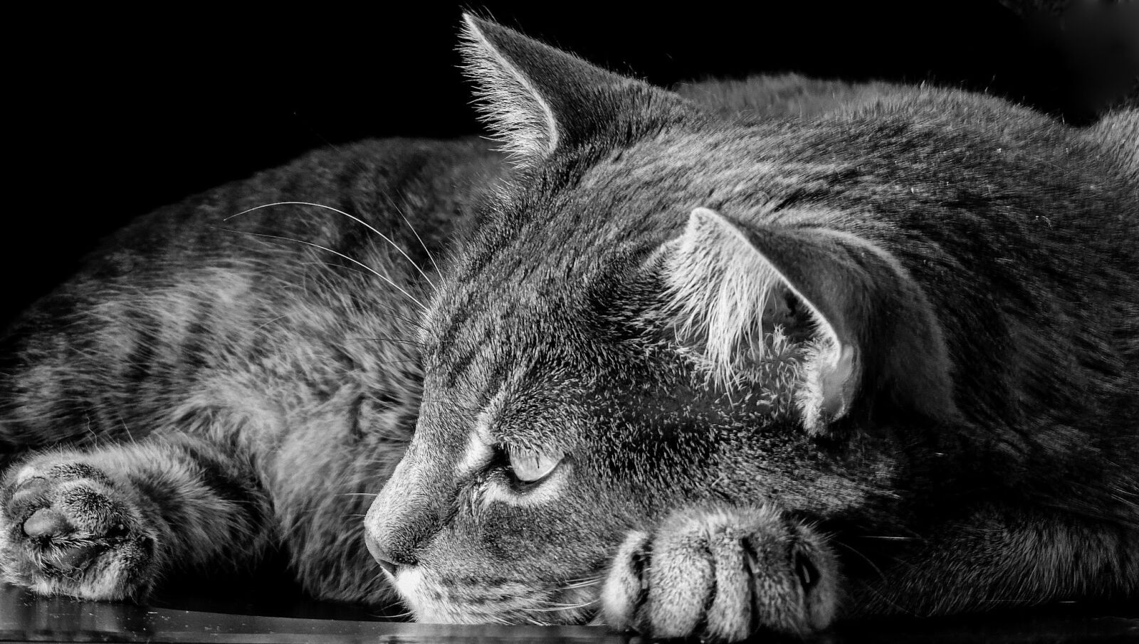 Nikon Coolpix P520 sample photo. Cat, cats, animal photography