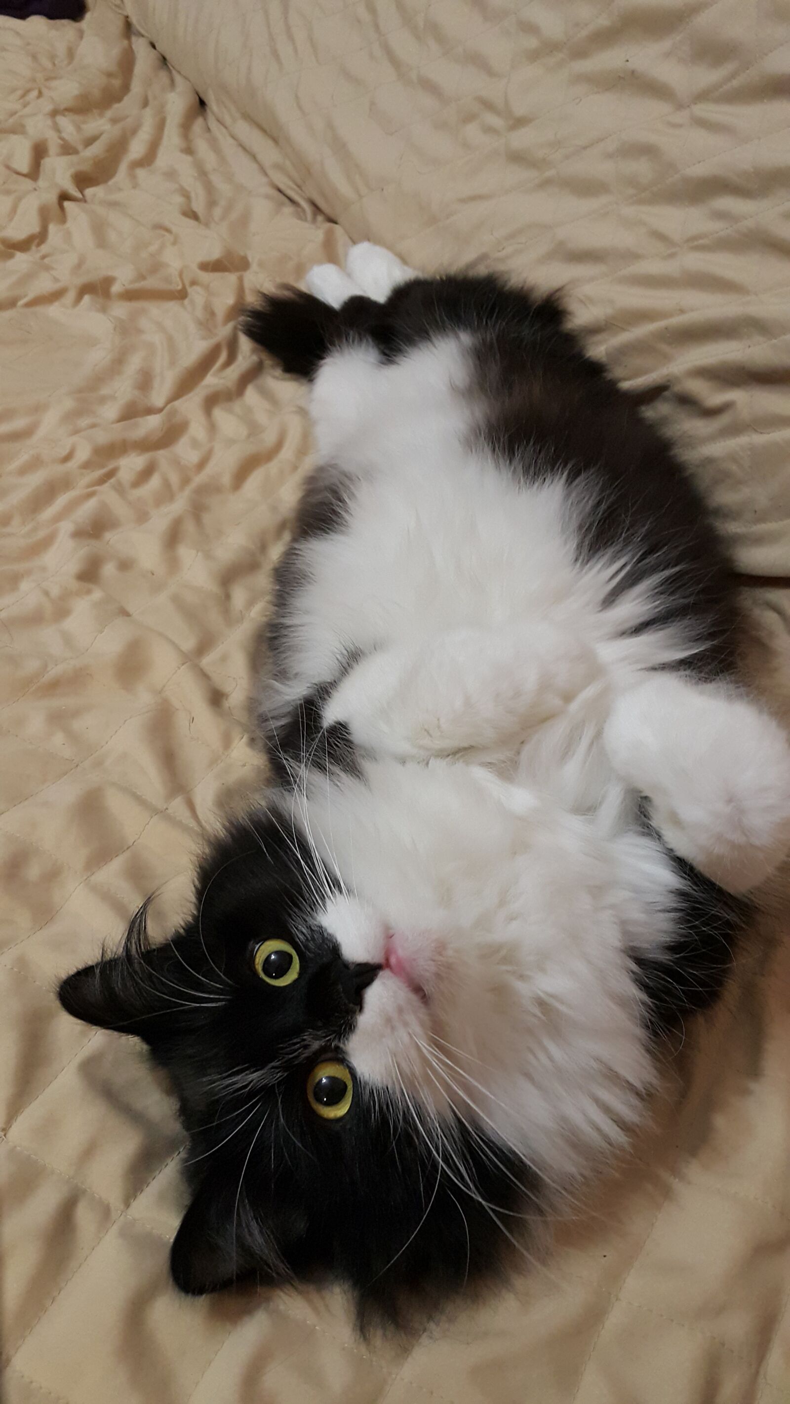 Samsung Galaxy Note4 sample photo. Funny, cat, laziness photography