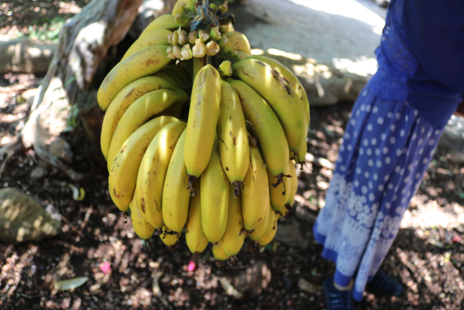 Canon EOS 80D sample photo. Bananas, yummy photography