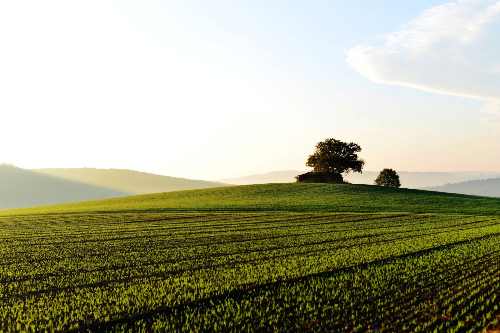 Nikon D610 sample photo. Landscape, field, green photography