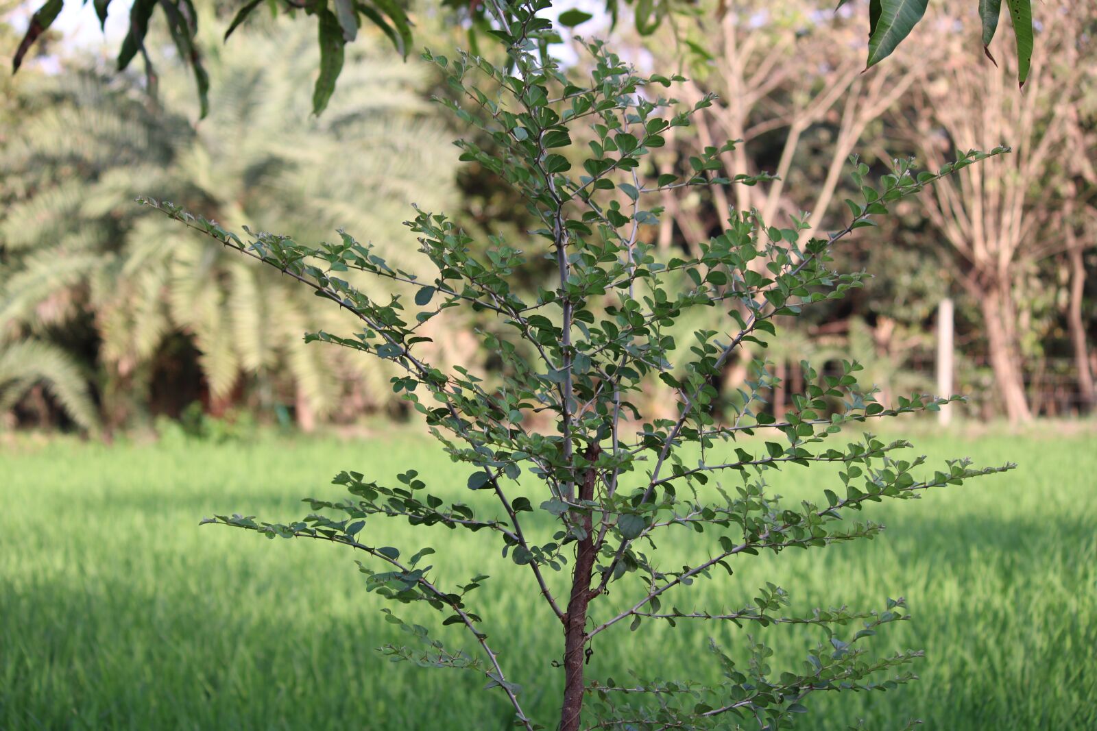 Canon EOS 2000D (EOS Rebel T7 / EOS Kiss X90 / EOS 1500D) + Canon EF-S 55-250mm F4-5.6 IS II sample photo. Nature, farmland, tree photography