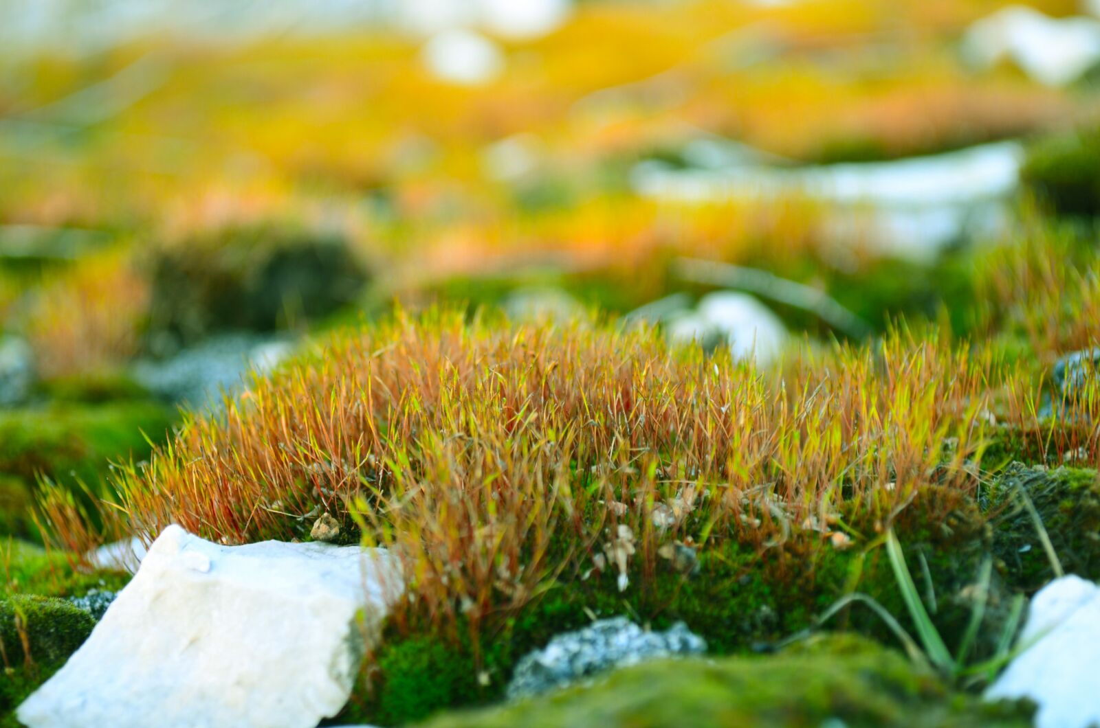 Nikon D5100 sample photo. Green, moss, stones photography