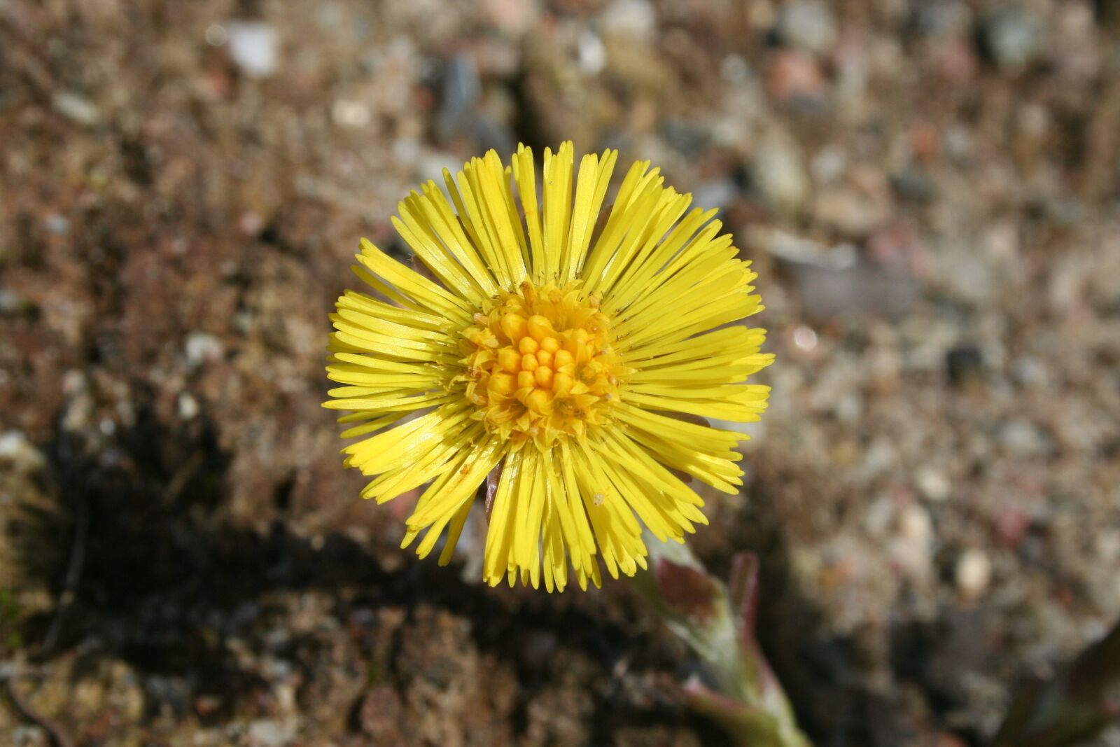 Canon EOS 350D (EOS Digital Rebel XT / EOS Kiss Digital N) sample photo. Tussilago farfara, spring, medicinal photography