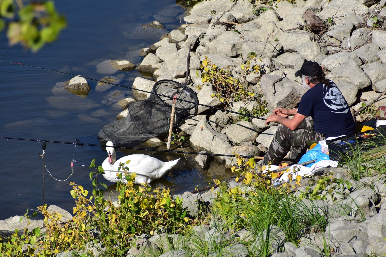Nikon D5600 sample photo. Swan, angler, fisherman photography
