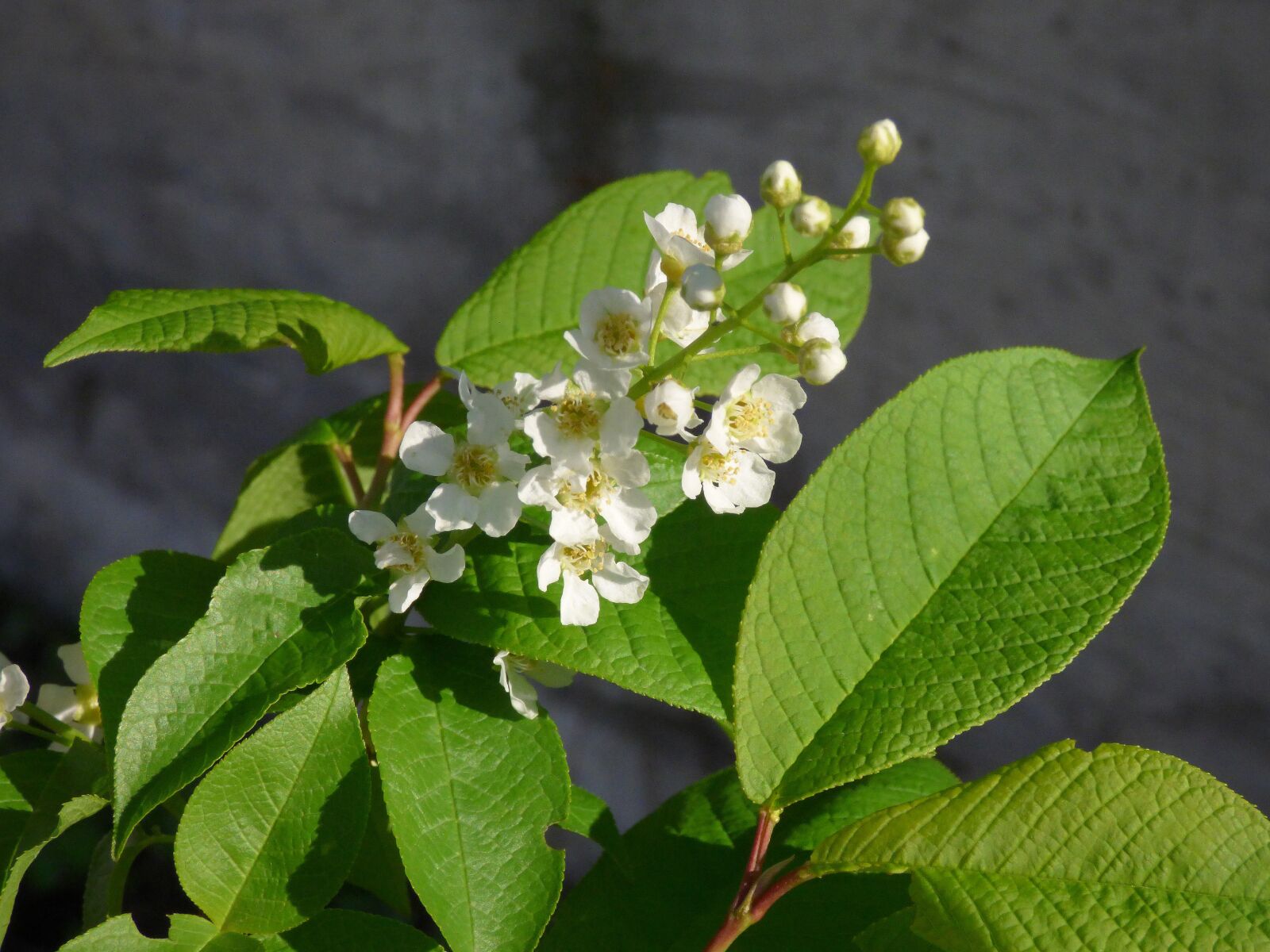 Panasonic DMC-FZ72 sample photo. Spring, bird cherry, macro photography