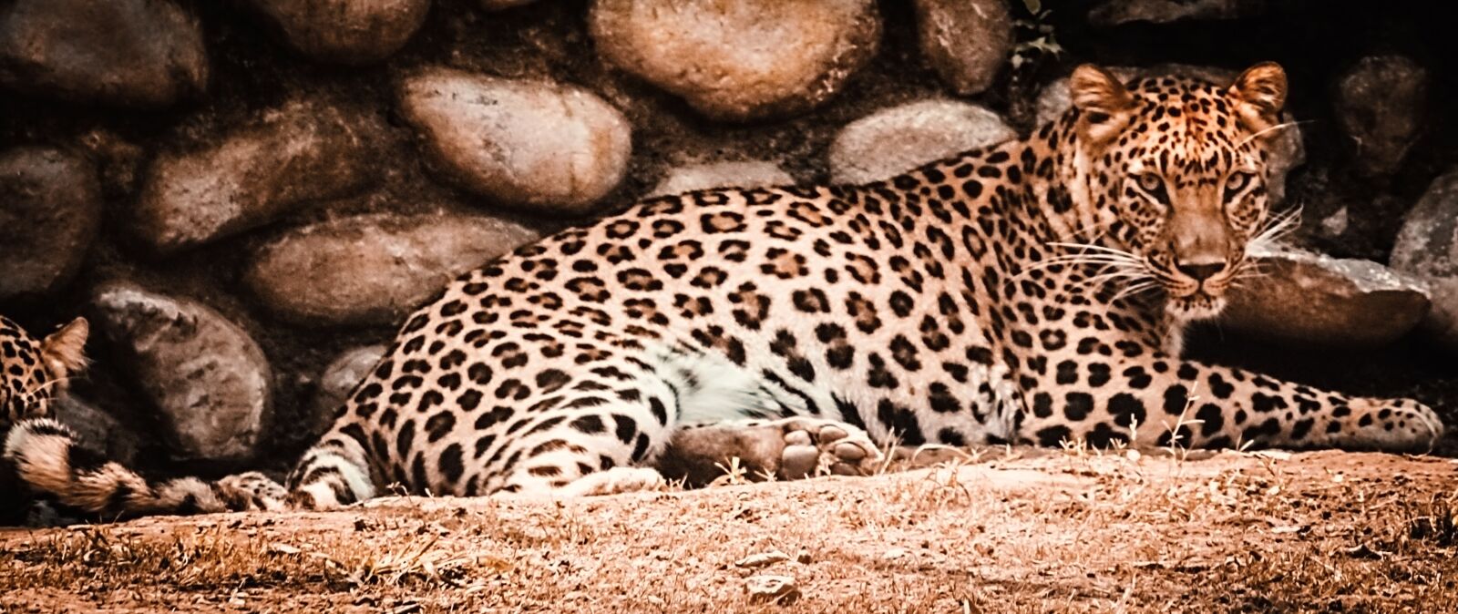 Canon EOS 700D (EOS Rebel T5i / EOS Kiss X7i) + Canon EF-S 55-250mm F4-5.6 IS II sample photo. Cheetah, wildlife, photography photography