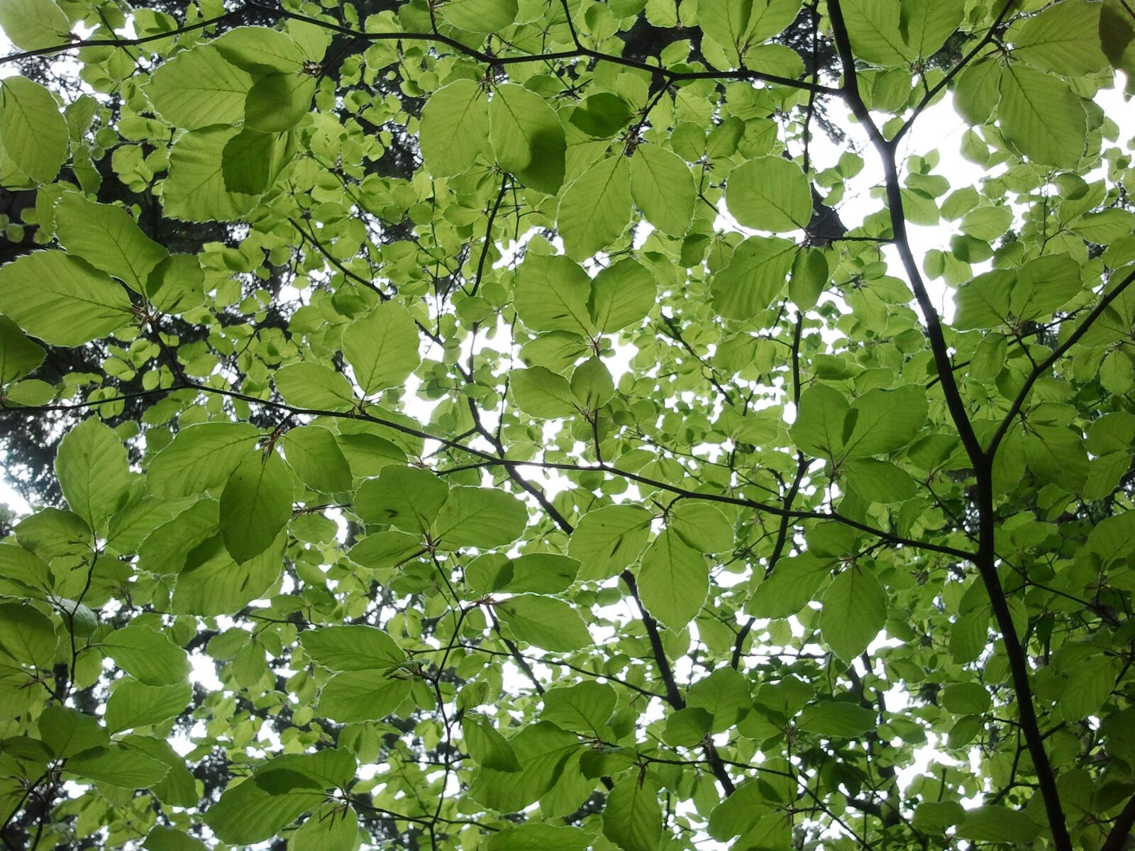Samsung Galaxy S Plus sample photo. Beech, leaves, tree photography