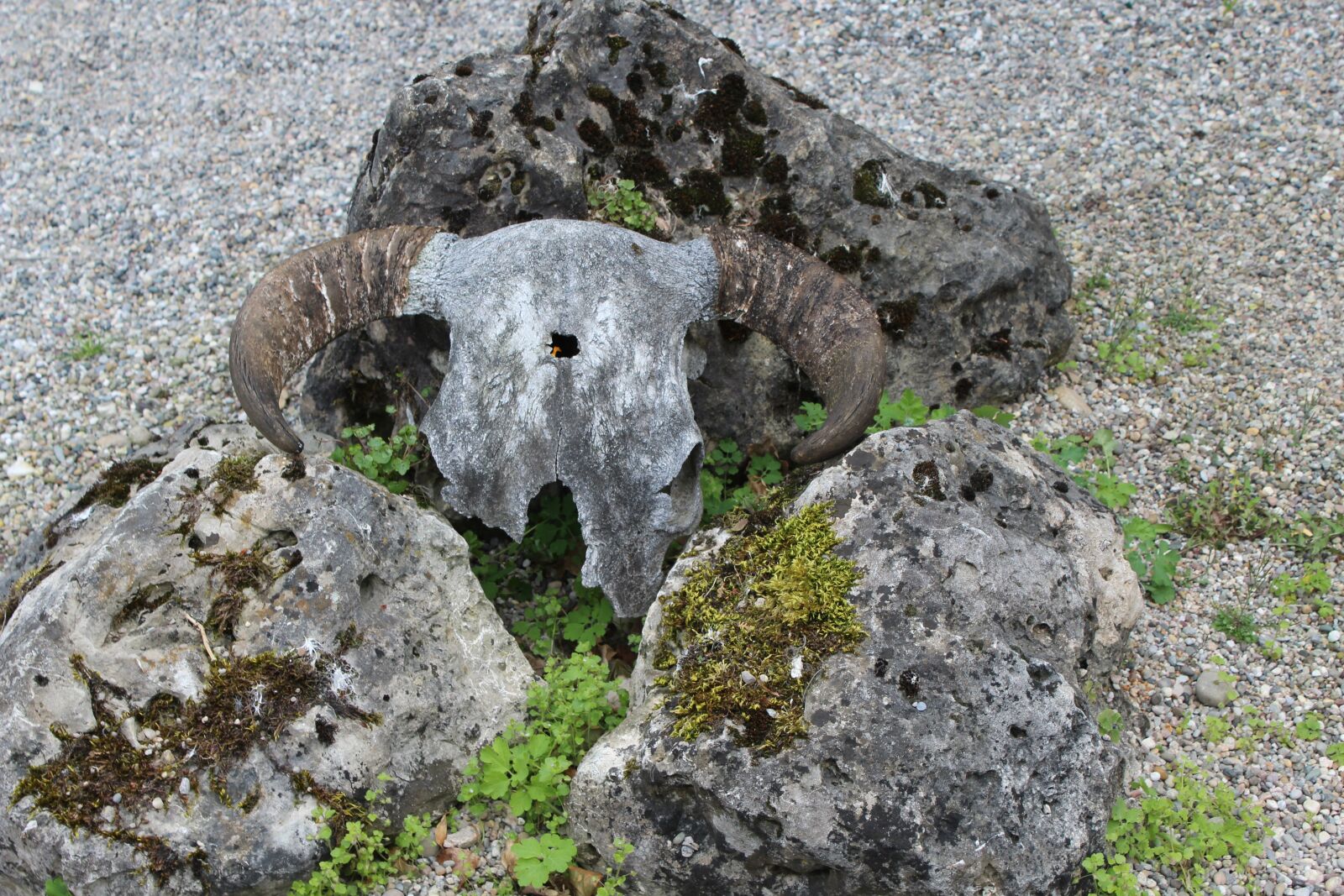 Canon EOS 1200D (EOS Rebel T5 / EOS Kiss X70 / EOS Hi) sample photo. Horns, skeleton, skull photography