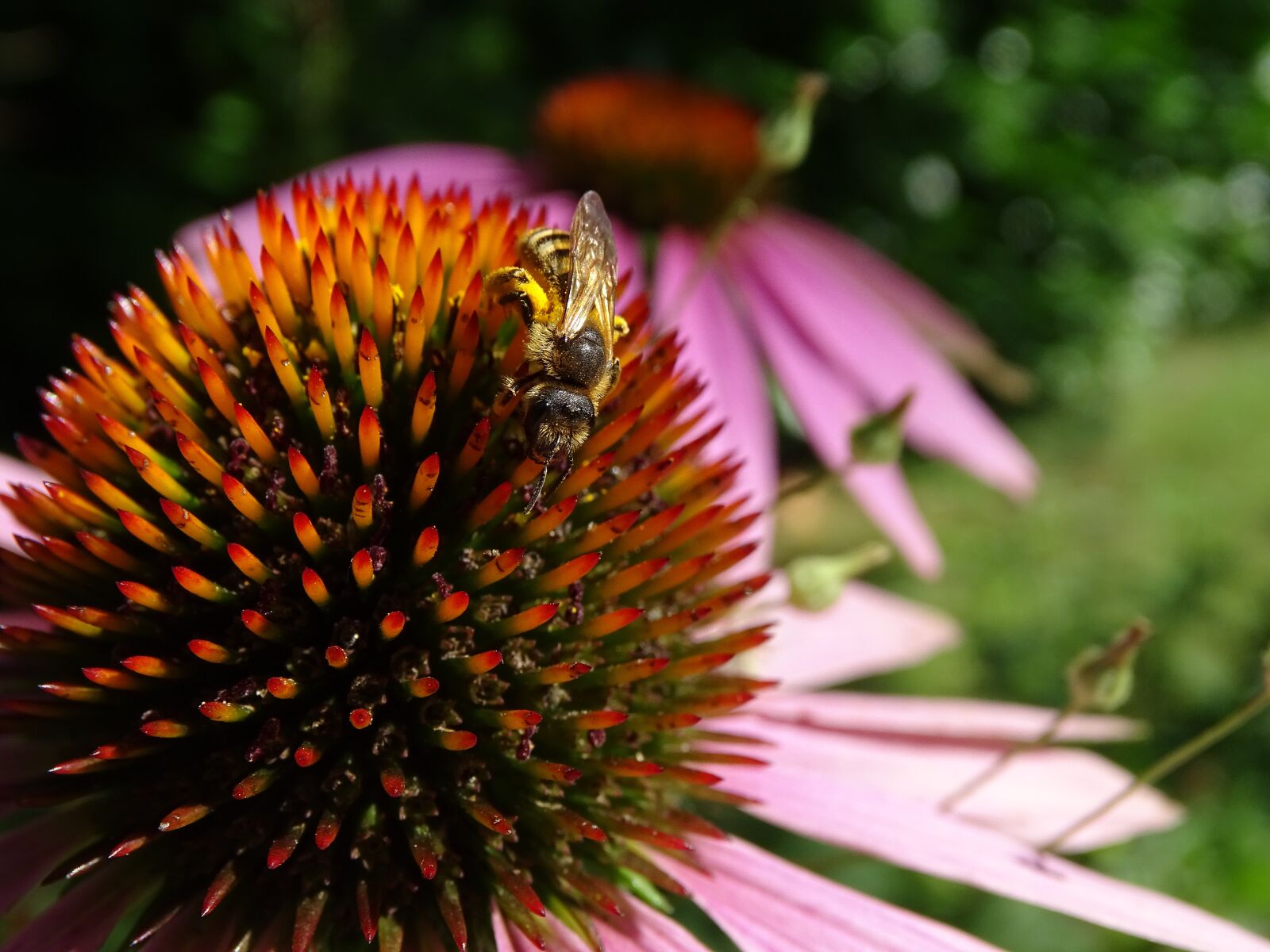 Sony Cyber-shot DSC-HX400V sample photo. Echinacea purpurea, coneflower, eastern photography