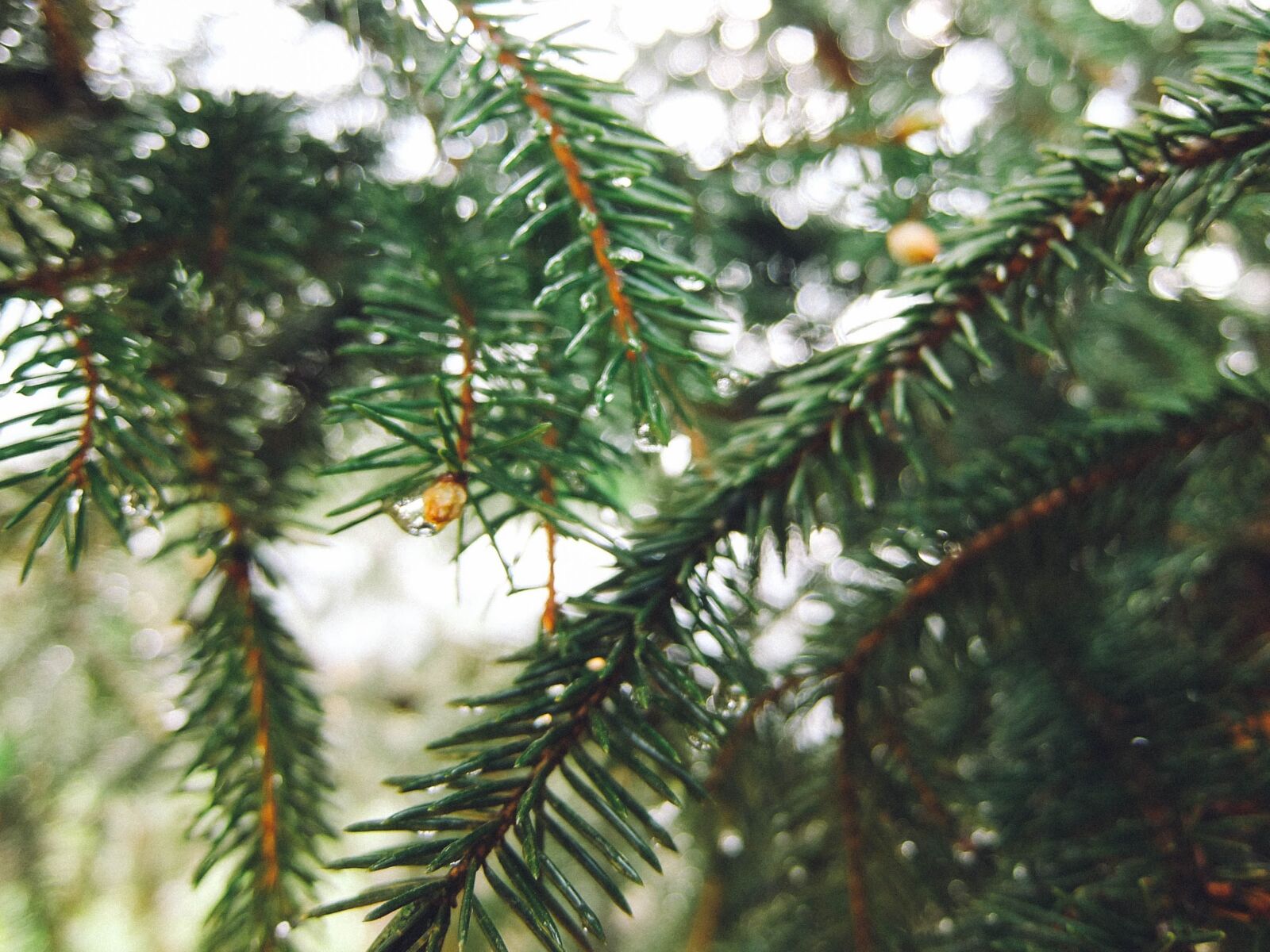 Fujifilm XF1 sample photo. Spruce, christmas tree, tree photography