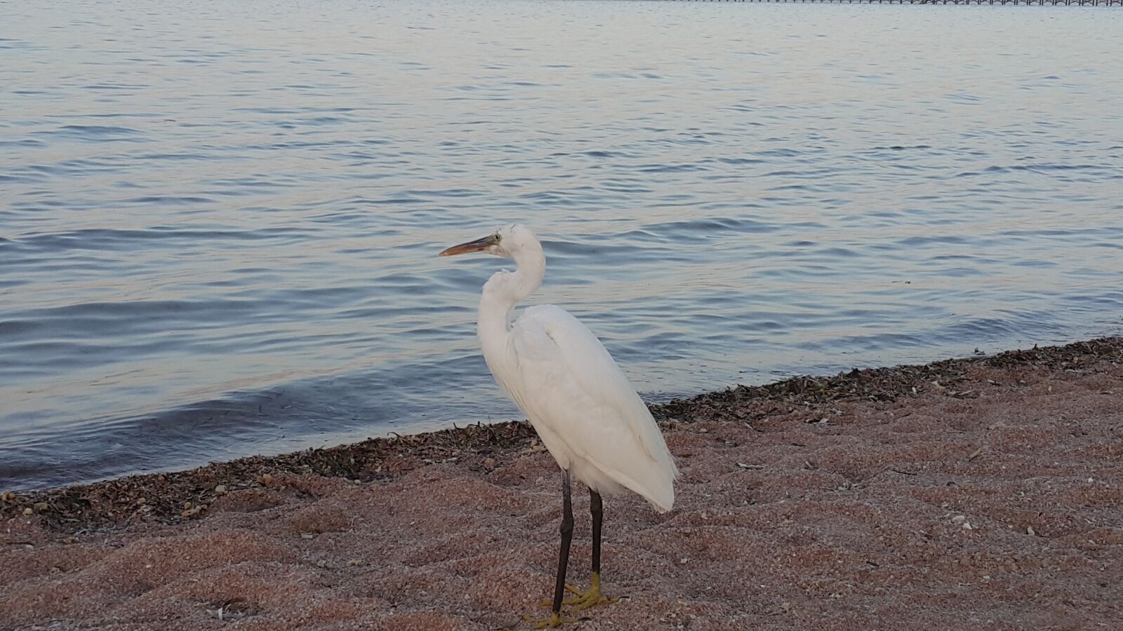 Samsung Galaxy Note4 sample photo. Bird, sea, holidays photography