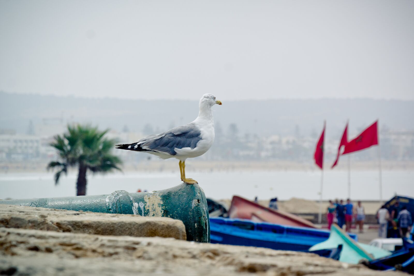 Nikon D7100 sample photo. Seagull, yellow-legged gull, bird photography