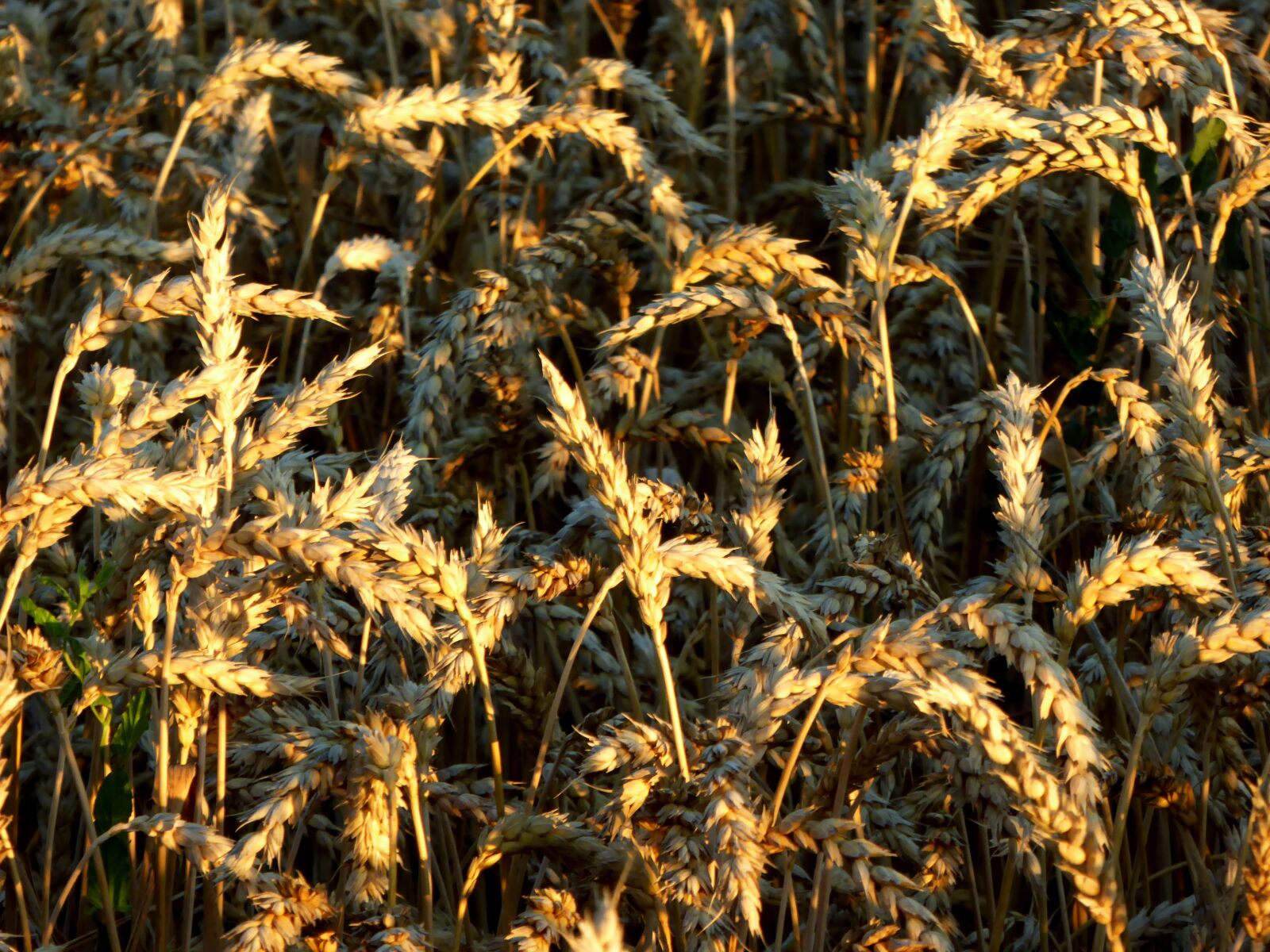 Panasonic DMC-TZ61 sample photo. Cereals, wheat, field photography