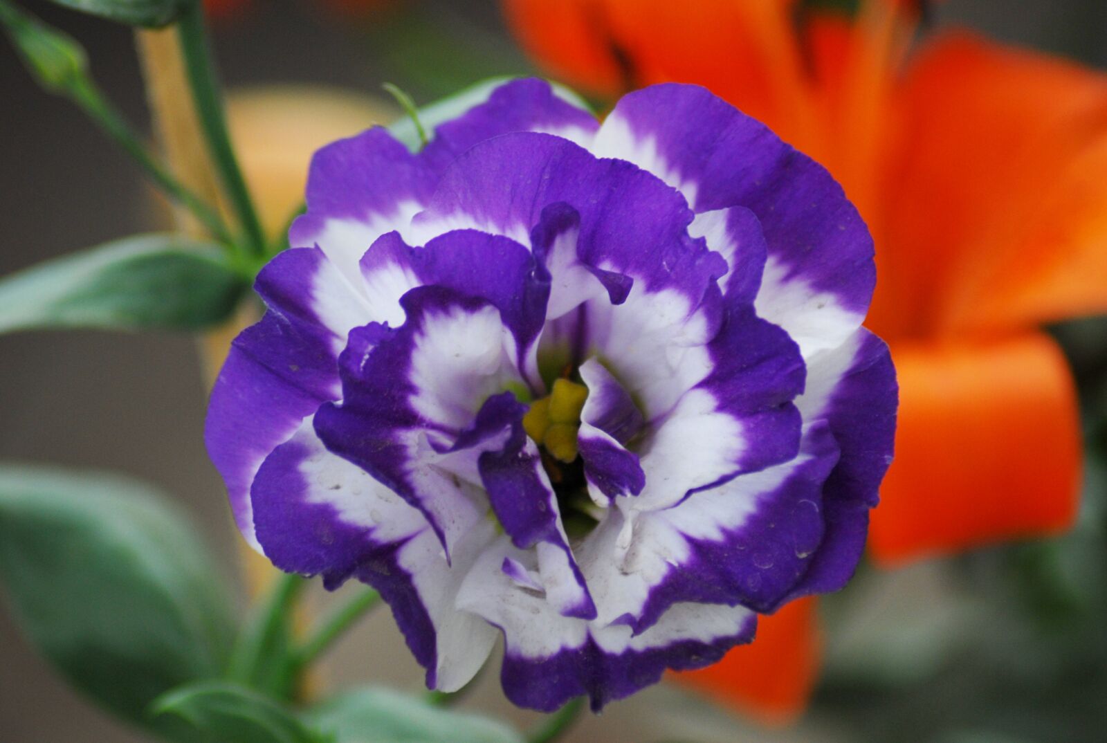 Nikon D200 sample photo. Flower, nature, flora photography