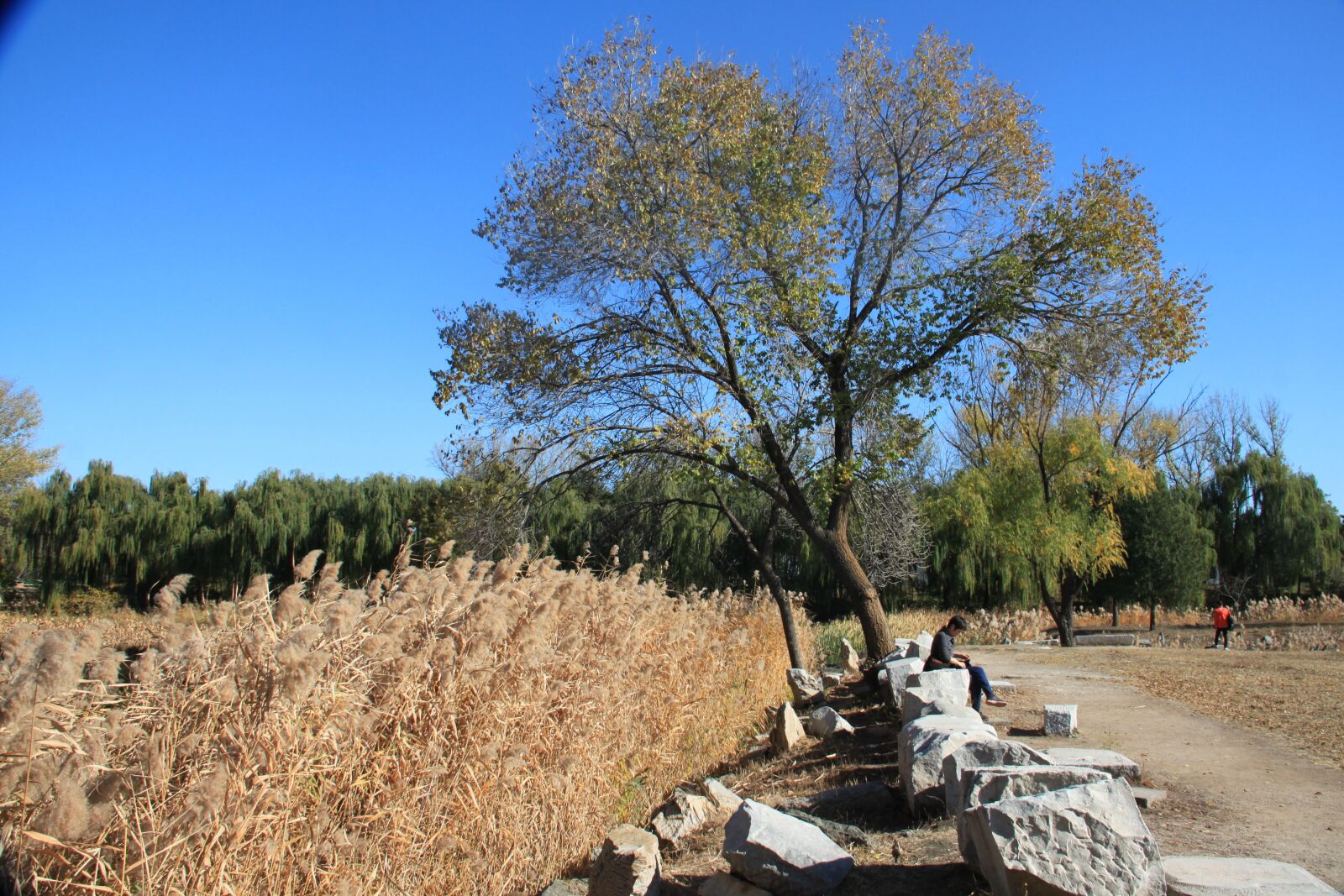 Canon EOS 500D (EOS Rebel T1i / EOS Kiss X3) sample photo. The scenery, tree, reed photography