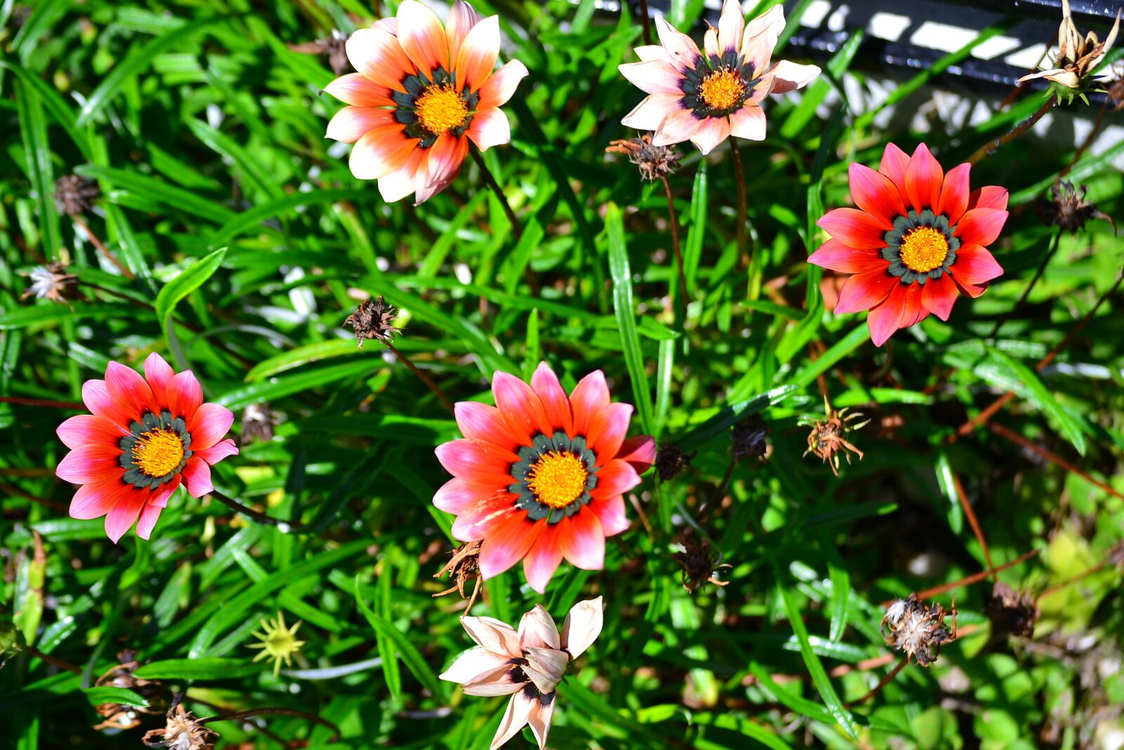 Nikon D3100 sample photo. Flowers, nature, plants photography