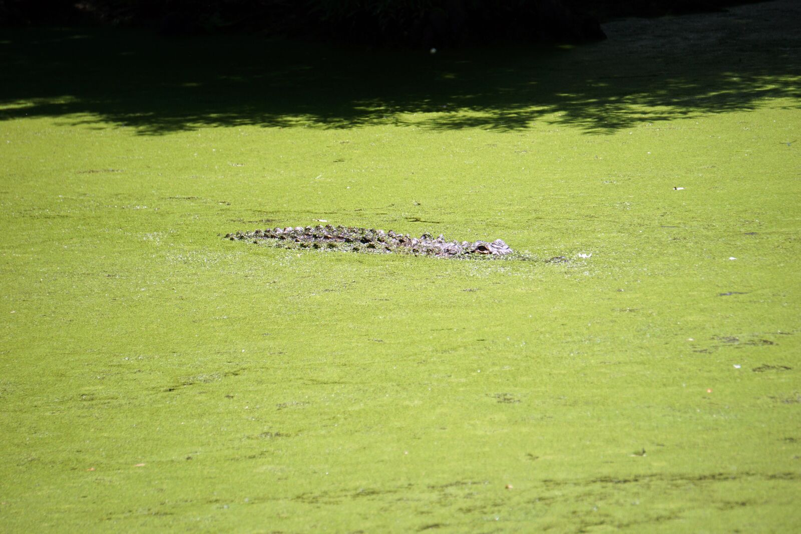 Sony E 55-210mm F4.5-6.3 OSS sample photo. Alligator, reptile, crocodile photography