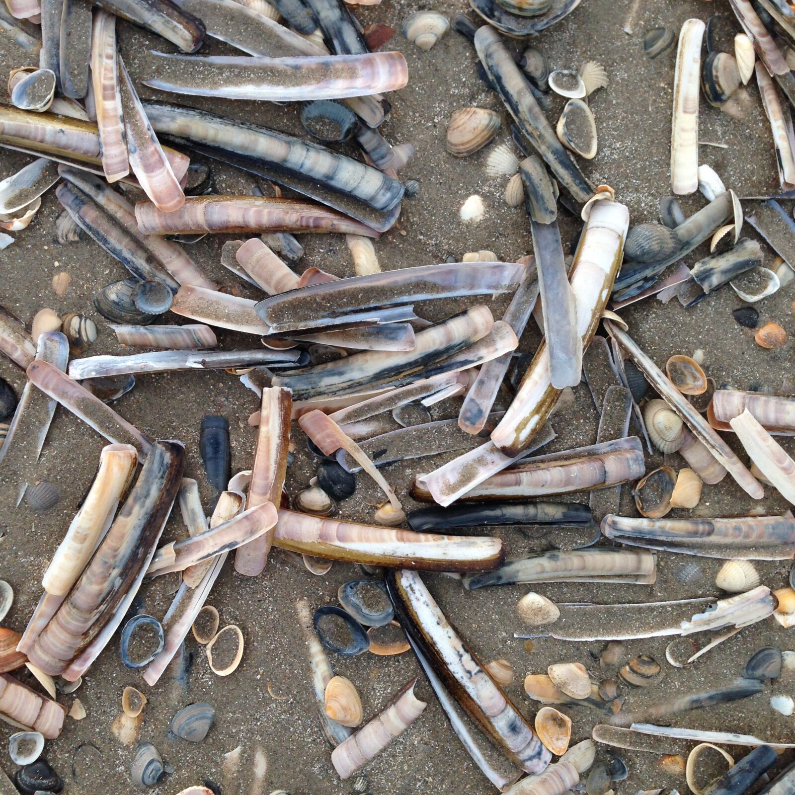 iPhone 5 back camera 4.12mm f/2.4 sample photo. Shells, beach, sand photography