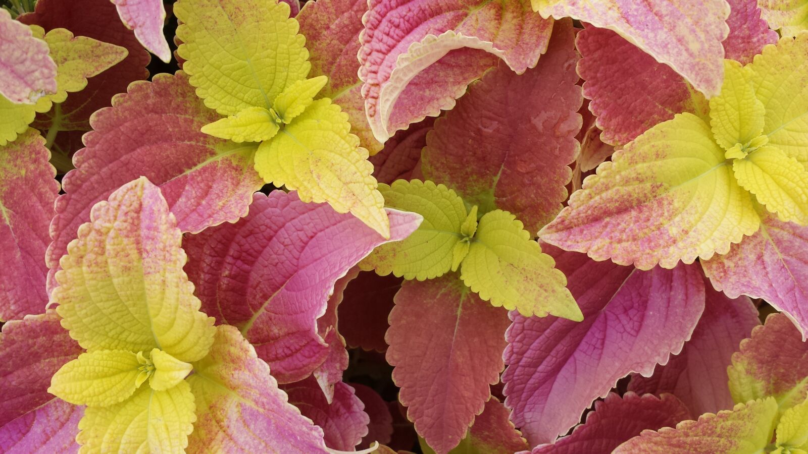 Samsung Galaxy S4 sample photo. Leaves, plant, texture photography