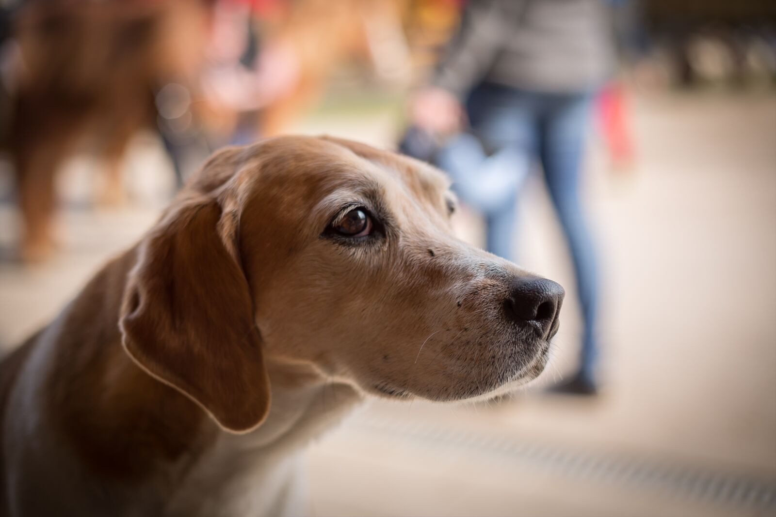 Canon EF 50mm F1.8 II sample photo. Dog, begging, sad photography