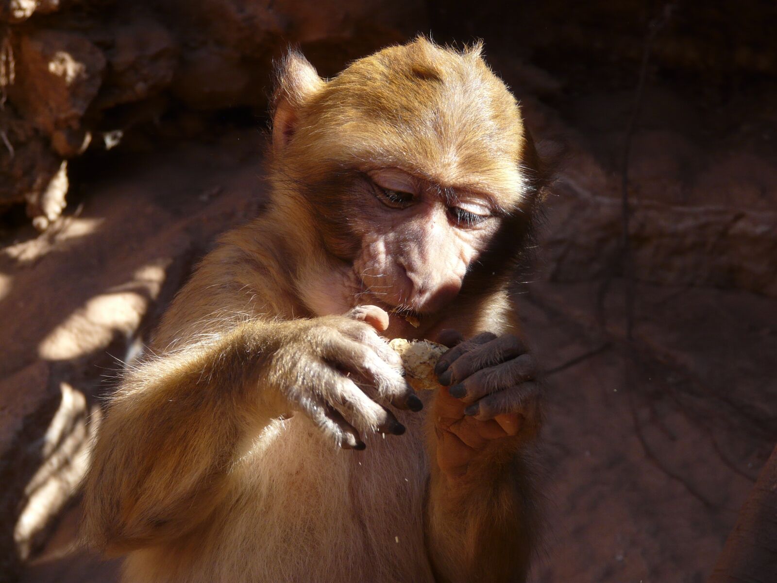 Panasonic DMC-FZ18 sample photo. Monkey, morocco, food photography