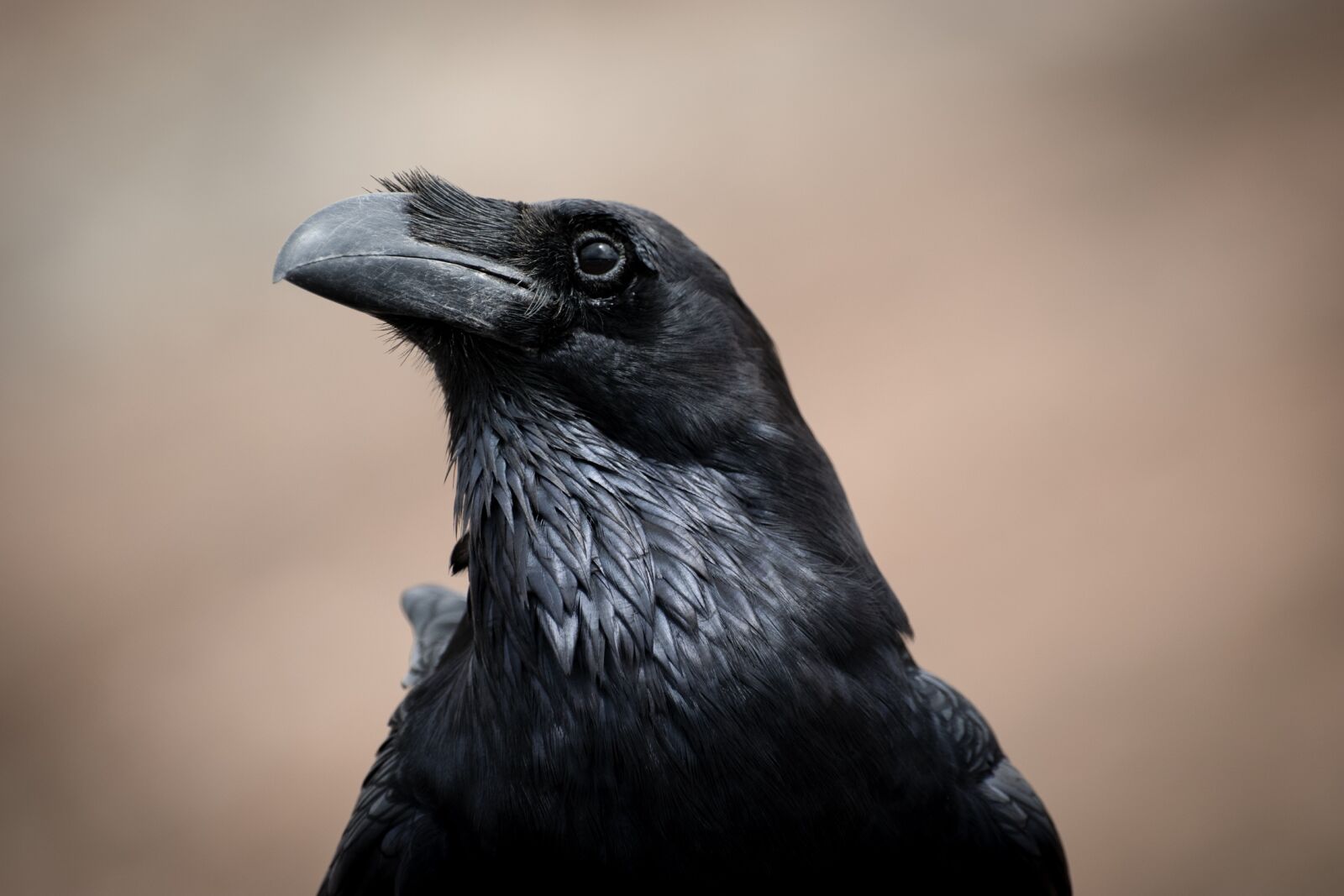 Nikon D5300 sample photo. Black, bird, raven photography
