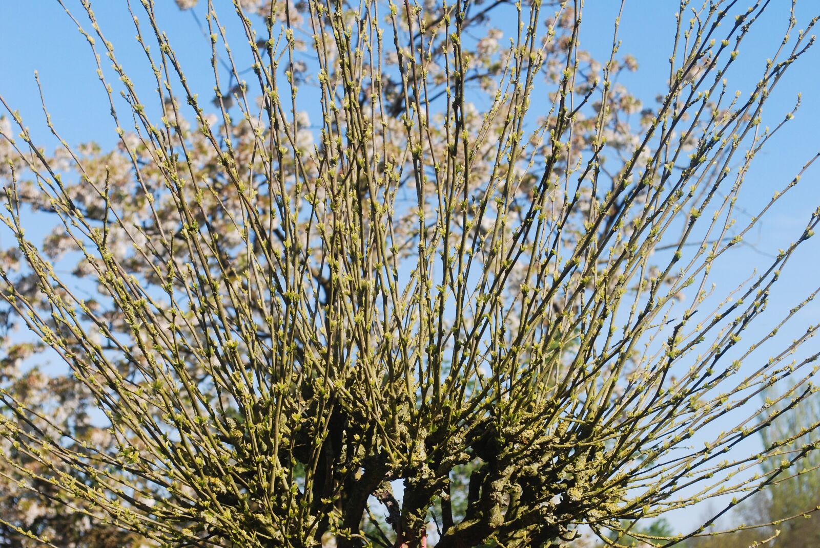 Nikon D60 sample photo. Tree, winter, spring photography
