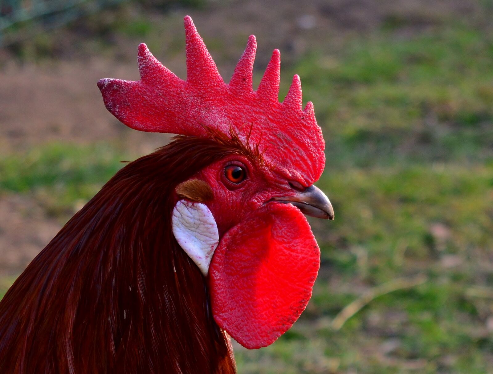 Nikon D5200 sample photo. Hahn, farm, pride photography