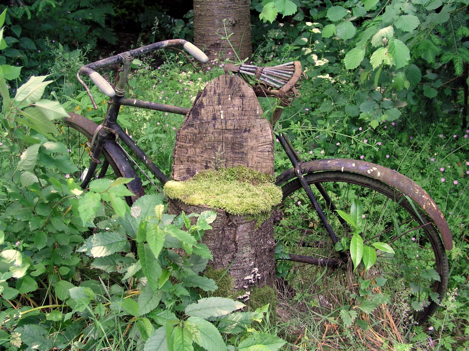 Olympus C5050Z sample photo. Bike, garden, old photography
