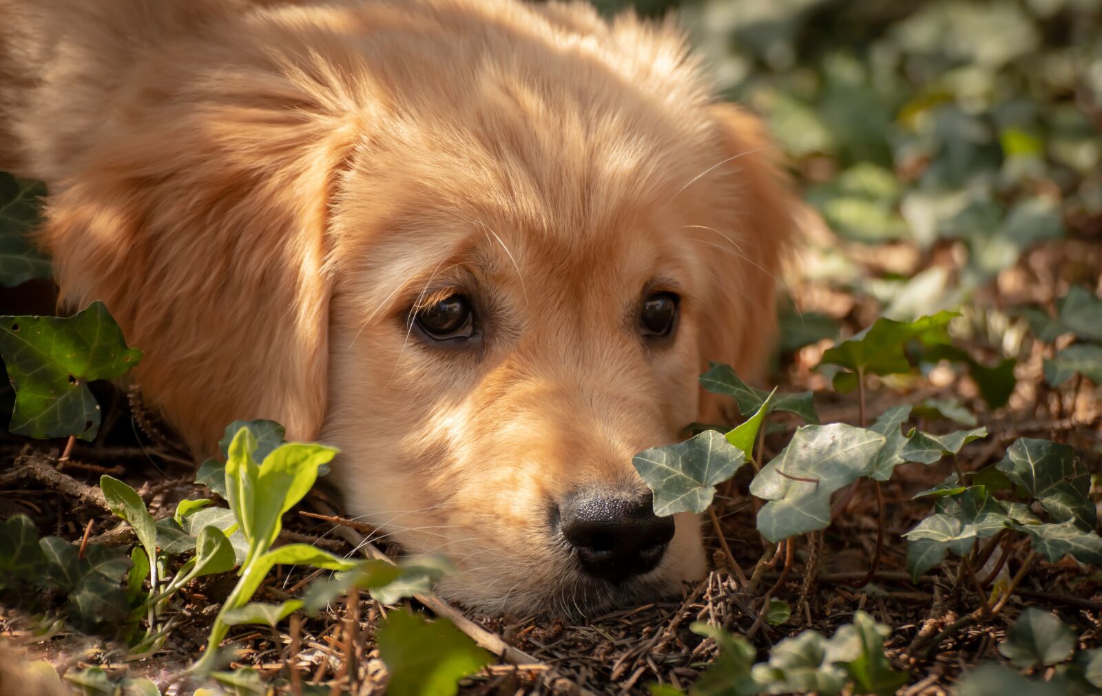 Canon EOS 200D (EOS Rebel SL2 / EOS Kiss X9) sample photo. Dog, puppy, view photography