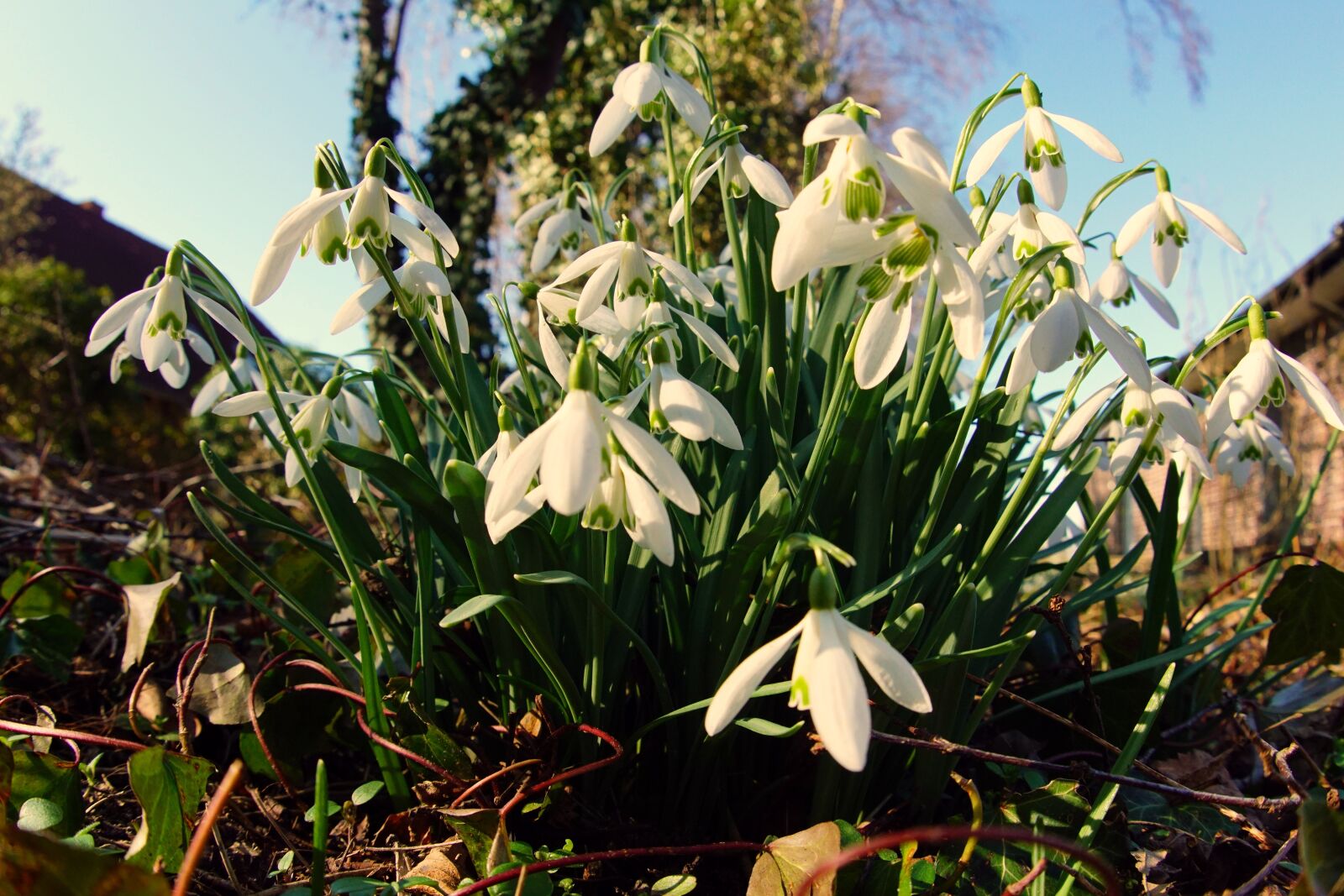 Sony 16mm F2.8 Fisheye sample photo. Snowdrop, early bloomer, signs photography