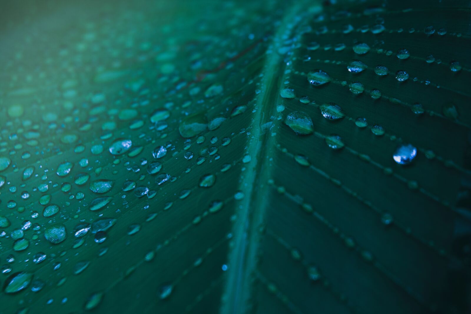 Nikon D3200 sample photo. Drops, night, light photography