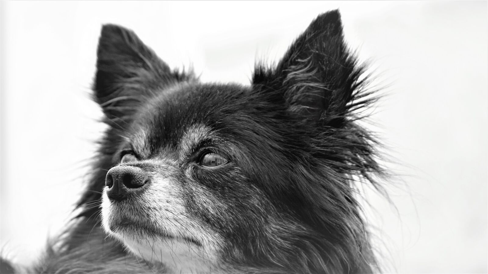 Sony E 70-350mm F4.5-6.3 G OSS sample photo. Chihuahua, dog, doggy photography