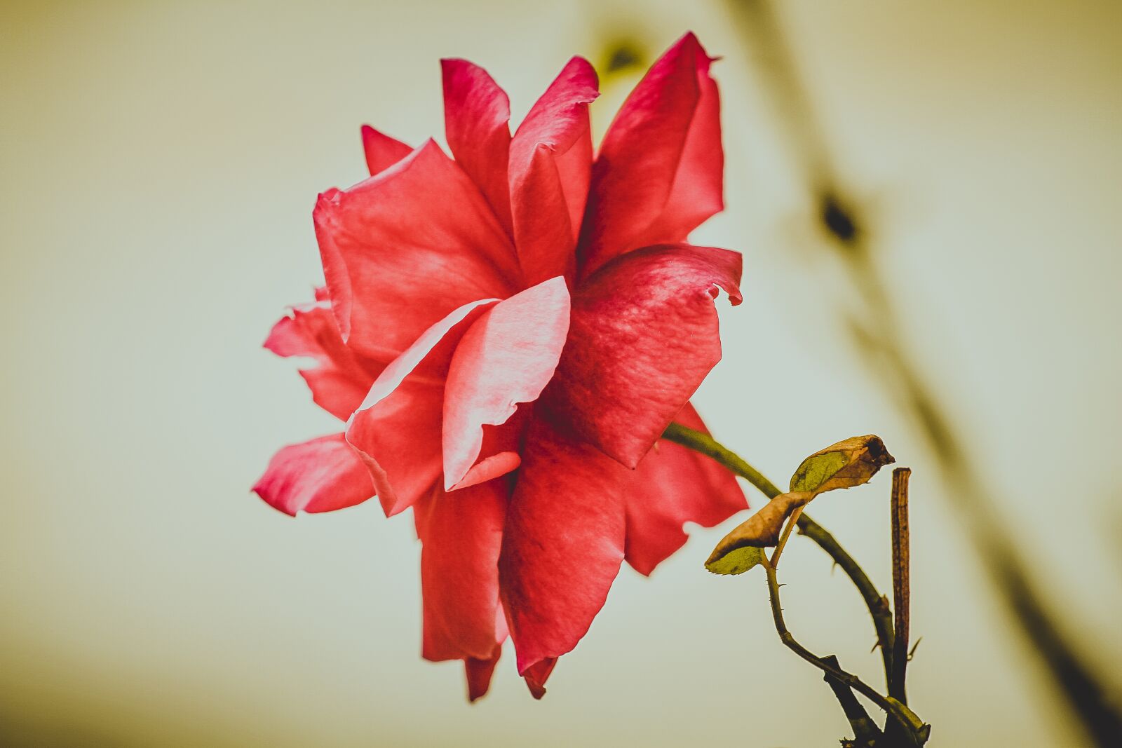 Canon EF 70-200mm F4L USM sample photo. Nature, flower, no one photography
