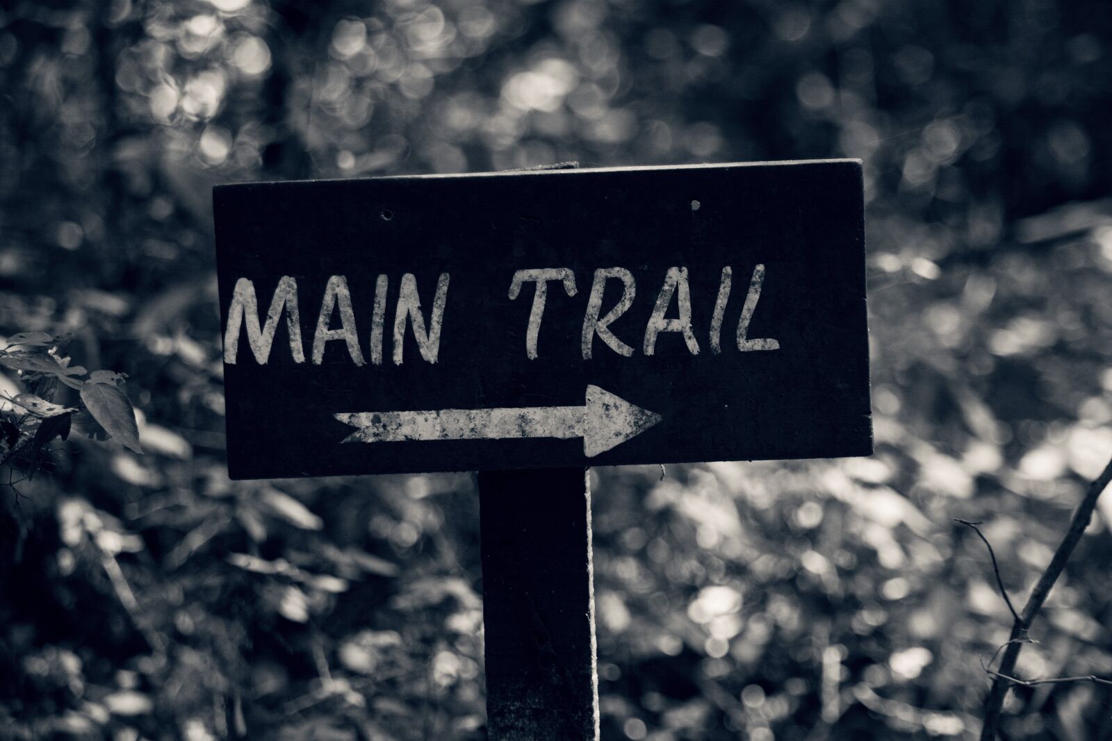 Nikon D5200 sample photo. Path, trail, forest photography