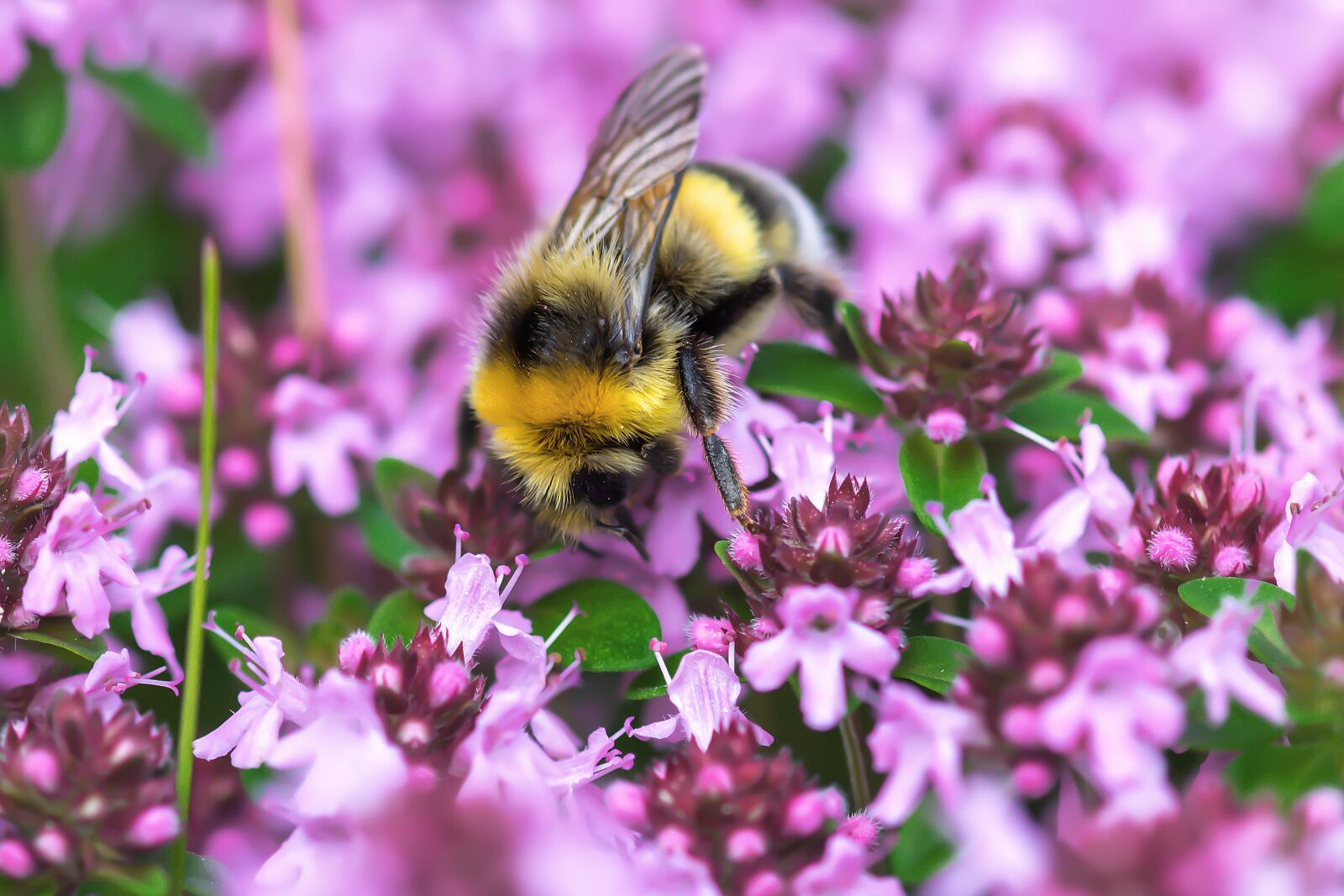 Nikon D7200 sample photo. Hummel, pollen, pollination photography