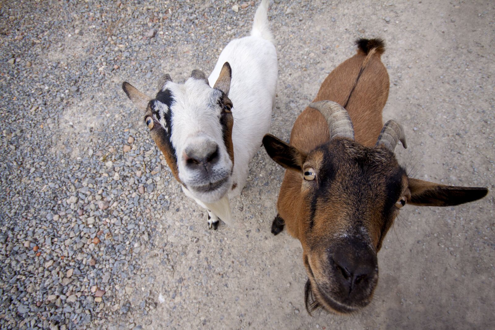 Canon EOS 50D sample photo. Goats, farm, horns photography