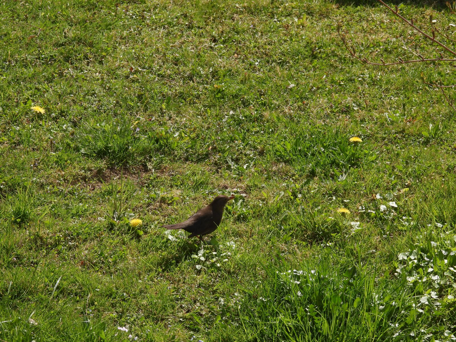Nikon Coolpix P950 sample photo. Bird, meadow, animal photography